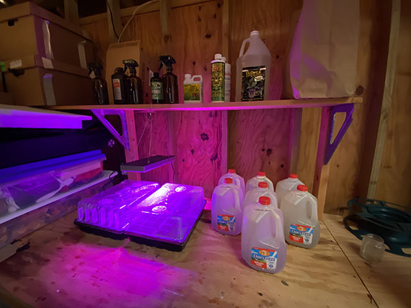 water jugs in shed with seedlings