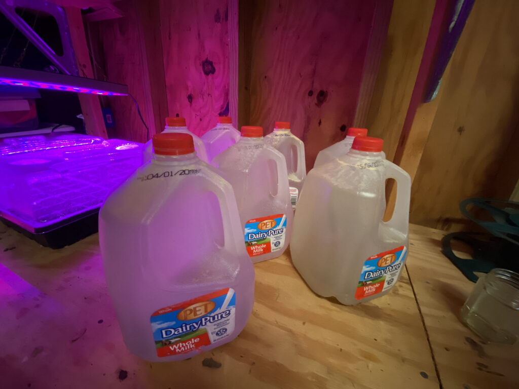 rain water jugs in shed