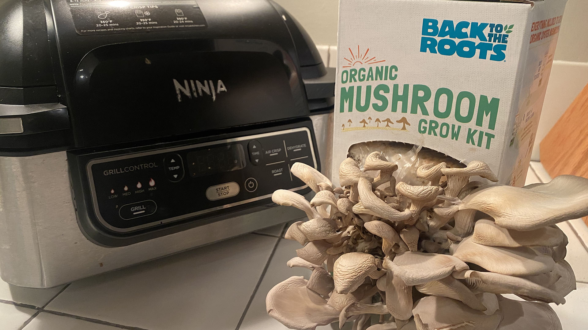 mushrooms grown in a box